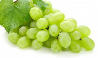 青提怎么保存 如何存放青提