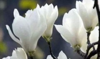 上海市花白玉兰象征意义 上海市花白玉兰象征着什么