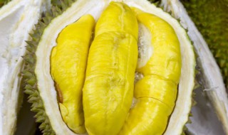 关于榴莲放冰箱可以放几天 关于榴莲放冰箱可以放多少天