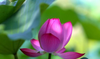 梦见荷花是什么寓意 梦见荷花好不好