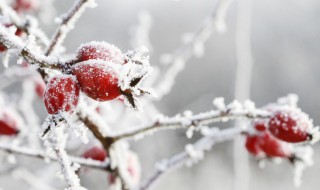 梦见冬天是什么寓意 梦见冬天好不好