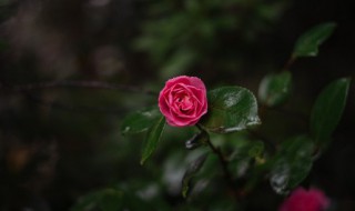 梦见花朵寓意着什么 梦见花朵的征兆