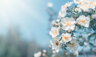 梦见春季什么寓意 梦见春季啥意思呢