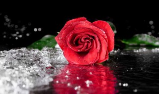 玫瑰花露的做法 玫瑰花露的做法步骤