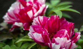 牡丹花要怎么养殖 牡丹花的养殖方法