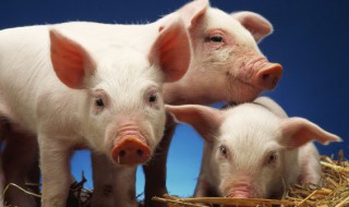 黄膘猪是怎么回事 黄膘猪的解释