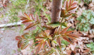 春天的美食有哪些 春天的美食介绍