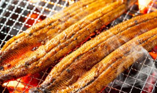 鳗鱼拼音 鳗鱼的简介