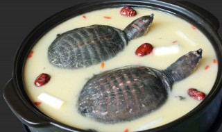 清蒸甲鱼怎么做好吃 清蒸甲鱼做法介绍