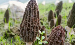 新鲜羊肚菌的保存方法 新鲜羊肚菌的保存方法介绍