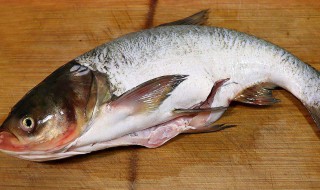 鲢鱼怎么做才好吃 鲢鱼的烹饪方法