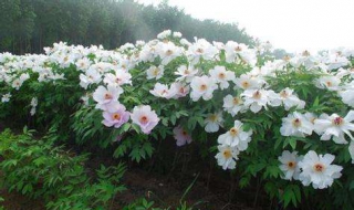 牡丹花怎么种植