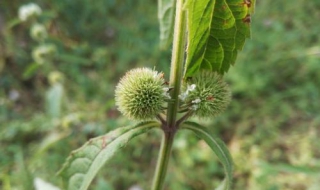 短柄吊球草介绍 竟然成了杂草？