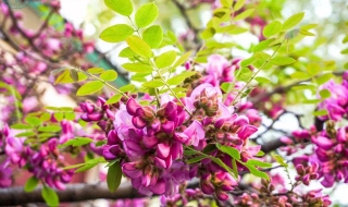 毛刺槐介绍 毛刺槐特征及园林用途