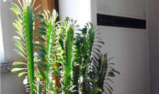 龙骨花怎么样养护 四个要点教你如何养好