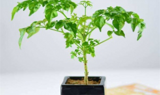 幸福树的养殖方法和注意事项 如何正确栽培