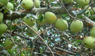 酸木瓜可以直接吃吗 可以直接吃的