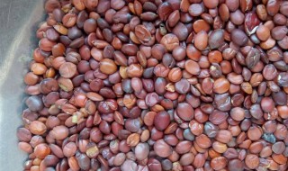 炒酸枣仁的功效与作用及禁忌 炒酸枣仁的用处