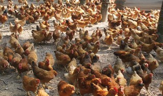 清蒸鸡是什么菜系 清蒸鸡是粤菜系