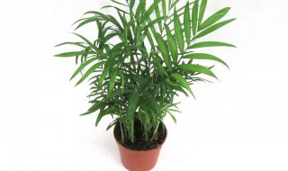 适合室内的植物 这些植物都可以选择