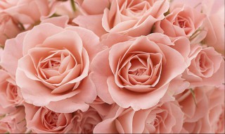 教师节送什么花给老师 给老师的花有什么