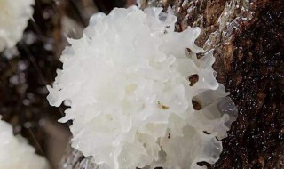 银耳怎么做呢 银耳做菜