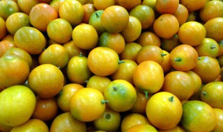 金柑的修剪方法 金柑的修剪方法是什么