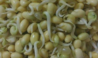 豆芽儿怎么做 做豆芽的步骤