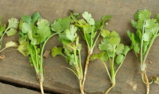 割香菜的最佳方法 香菜的采后管理