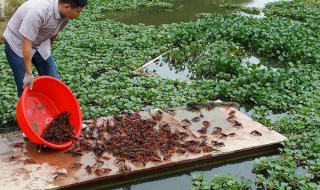 小龙虾养殖方法 小龙虾如何养殖？