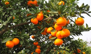 柑桔的栽培方法 柑橘种植技术