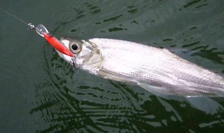 钓海鱼的方法 钓海鱼的详细方法