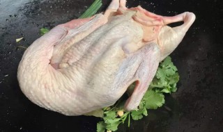 鸭子的拔毛方法 有什么拔毛的技巧