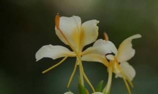 切姜花的方法 有什么技巧