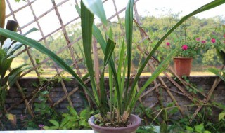 兰花的寄养方法 兰花如何养殖