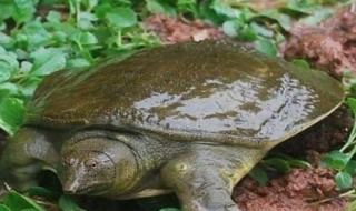 钓甲鱼的最佳方法 甲鱼的挑选