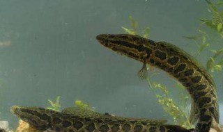 柴鱼怎么做好吃 柴鱼好吃的做法简述