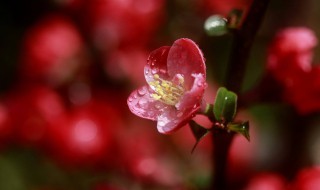 春花秋月何时了的全诗 春花秋月何时了全文
