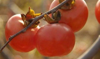 喝完酸奶多久能吃柿子 喝完酸奶两个小时之后吃柿子