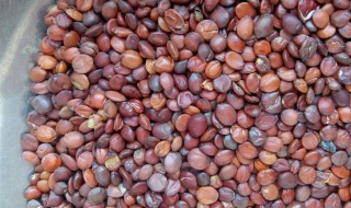 酸枣仁搭配什么吃最好 酸枣仁有什么副作用