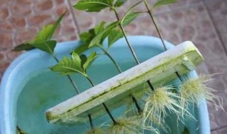 生根水的制作方法 你学会了嘛