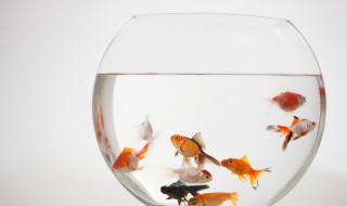 金鱼的尾巴好像什么 金鱼的尾巴像什么