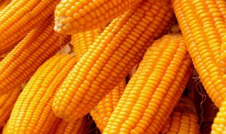 炒玉米粒怎么保存 炒玉米粒保存方法