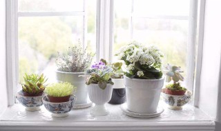 卧室里放什么植物比较好 卧室里植物如何选择