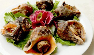 贝壳类保存方法 保存贝壳的方法介绍