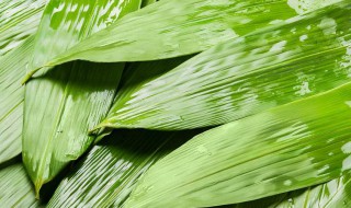 粽子粽叶的保存方法 保存粽子粽叶的方法