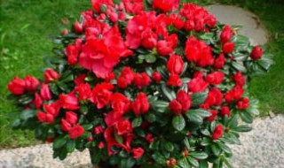 描写杜鹃的诗句 有哪些描写杜鹃的诗句