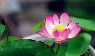 与植物有关的唯美短句 与植物有关的唯美短句列述