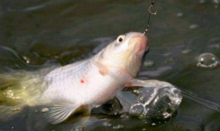 怎样钓鲤鱼要什么饵料 钓鲤鱼方法