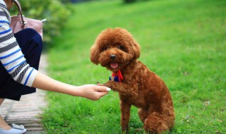 泰迪狗怎么养 养的时候需要注意什么